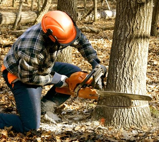 Tree Removal in Glenfield, NY